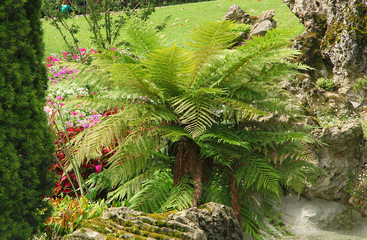 Fougère arborescente © hcast