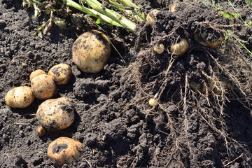 dug potatoes bush lying on the ground