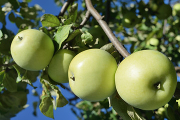harvest of green ripe apples on a tree branch