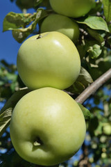 Two green ripe apples on a tree branch closeup, vertical frame