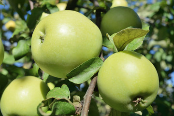 many green ripe apples on a tree branch in late summer