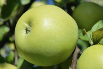 One green ripe apple on a tree branch closeup