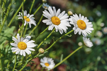 Daisies in the field