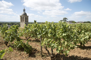 Fototapeta na wymiar Vines and church at Vouvray France - August 2016 - The bell tower of the church of Notre Dame et Saint Jean Baptist surrounded by vines above Vouvray in the Indre et Loire region of France