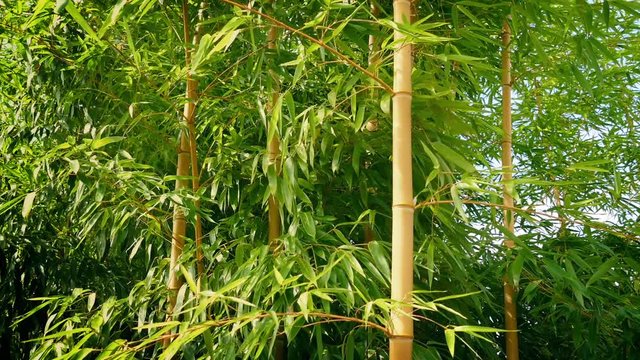 Bamboo In Breeze On Sunny Day