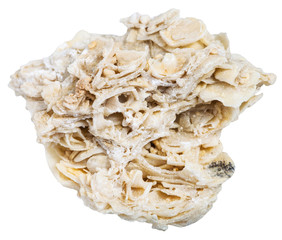 coquina limestone (shell rock) stone isolated