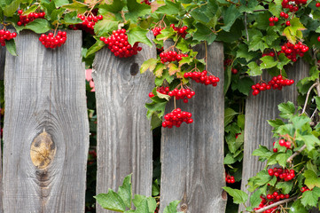 Bunch of guelder-rose berries on wooden fence