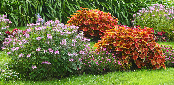 Massif de coleus