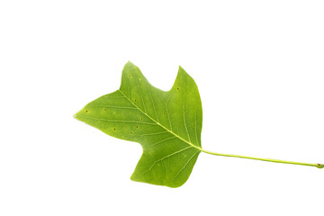Maple green leaf isolated