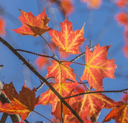 Yellow intricate veins and orange blades of Maple leaves glow intensely under the sunlight. 