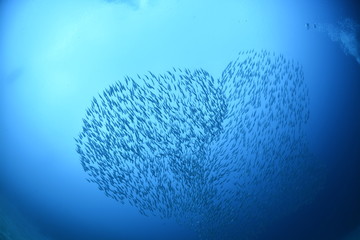 School of fish in shape of a heart