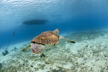 Obraz premium Turtle swimming