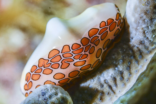 Flamingo Tongue retracting mantle