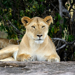 Obraz na płótnie Canvas African lion in the Park South Africa