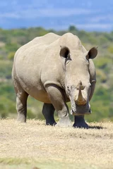 Papier Peint photo Lavable Rhinocéros rhinocéros blanc africain