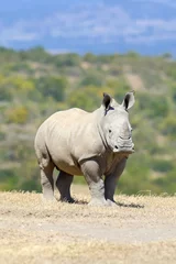 Crédence de cuisine en verre imprimé Rhinocéros rhinocéros blanc africain