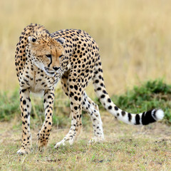 Cheetah on savannah in Africa