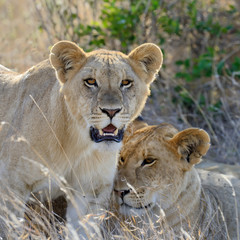 Close lion in National park of Kenya