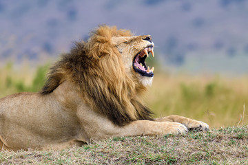 Fermez le lion dans le parc national du Kenya