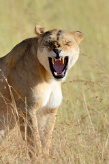 African lion in the Park South Africa