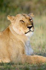 Lion in National park of Kenya, Africa