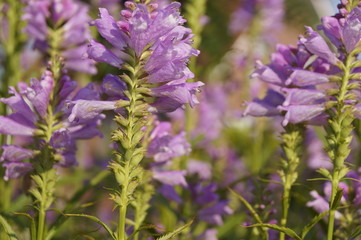 Lila Staude im Garten 