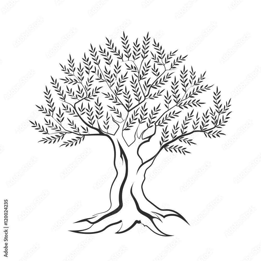 Wall mural Olive tree outline silhouette icon isolated on white background.
Web graphics stroke modern vector sign. Premium quality illustration logo design concept pictogram.