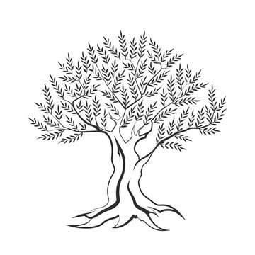 Olive tree outline silhouette icon isolated on white background. Web graphics stroke modern vector sign. Premium quality illustration logo design concept pictogram. © pro