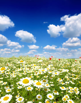Fototapeta Summer wildflowers