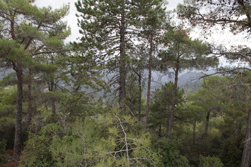 Fototapeta premium route des Troodos