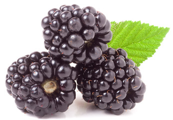 three blackberry with leaf isolated on a white background closeup