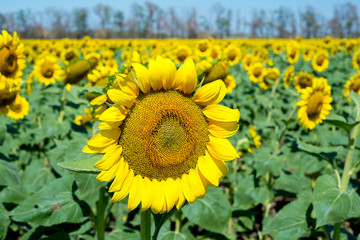 Fototapeta premium field of blooming sunflowers on a background sunset, sunflower harvest. Seasonal hay fever.