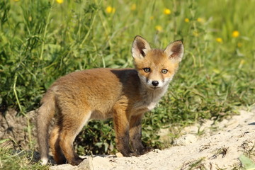 cute fox cub looking at camera