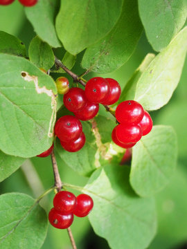 Lonicera xylosteum (Honeysuckle, Wolfberry)