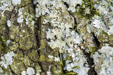 full frame bark closeup