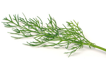 Fototapeta premium sprig of dill is isolated on white background closeup