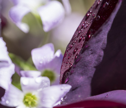 lilac flower detail
