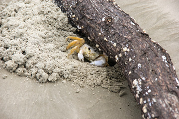 Crab - Maria farinha