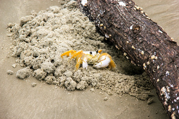 Crab - Maria farinha