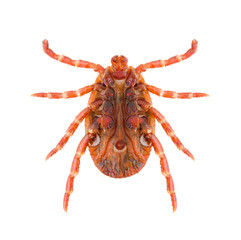 Lyme disease carrier Ixodes tick Dermacentor marginatus isolated on white background, ventral view.