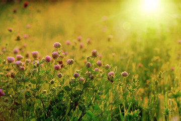 Obraz premium wild flowers on the meadow.