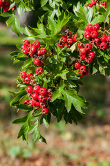 Red ripe berries of hawthorn on a branch with green leaves.