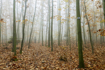 Naklejka premium Randonneuse en forêt d'automne