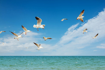 Fototapeta na wymiar Seagulls group fishing