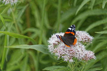 black and orange butterfly on white flower