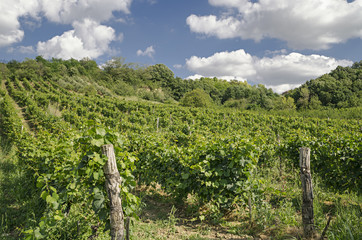 Vineyard in countryside