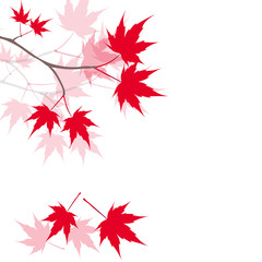 Red maple leaves on the branches. Japanese red maple. illustration