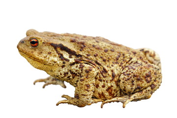 toad over white