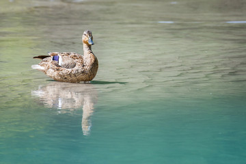 majestic female duck with reflection on clear river water