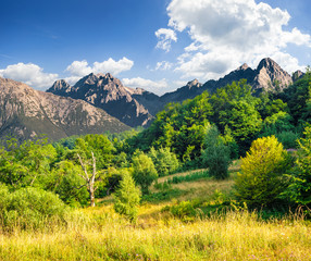 meadow and forest in mountains at sunrise